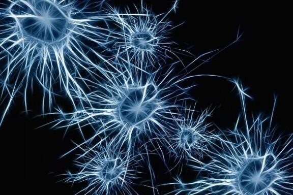La importancia de la neuroplasticidad en los equipos de trabajo 10 La importancia de la neuroplasticidad en los equipos de trabajo