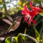 Un colibrí bebiendo el nectar de una flor roja